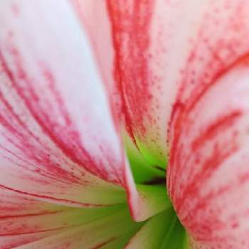 大輪の花の画像 by お伽草詩さん | 広い庭とアマリリスと初夏と白地に赤の模様と涼しげと風通しの良い場所と魅力的と球根の花と大輪の花と開けた場所と多年草