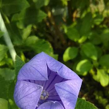 ただいま開花中！の画像 by フィリップモリスさん | 小さな庭とキキョウとおうち園芸と我が家のベテランと花のある暮らしとただいま開花中！と定番の紫