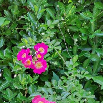 バラの季節の画像 by あななさん | 小さな庭とつるバラとつる性植物とバラの季節と花に癒されると花のある暮らしとかわいい花