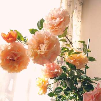 バラ苗の画像 by はるちっちさん | 鉢バラとばら バラ 薔薇とミニバラ鉢植えと薔薇 バラ ばらとバラ 鉢植えと鉢植えとミニバラを楽しむとミニバラ好きとガーデニングと花のある暮らしと薔薇♪とバラ・ミニバラとバラを楽しむとバラ苗