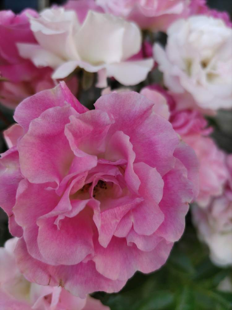 バラ 春霞の投稿画像 By Kikiさん 小さな庭と一季咲きとツル性とおうち園芸と春霞トゲなしバラ つるバラ と鉢植えと微香と花のある暮らしと中輪と一季咲きとツル性とおうち園芸と春霞トゲなしバラ つるバラ と鉢植えと微香と花のある暮らしと中輪 22月6月4日