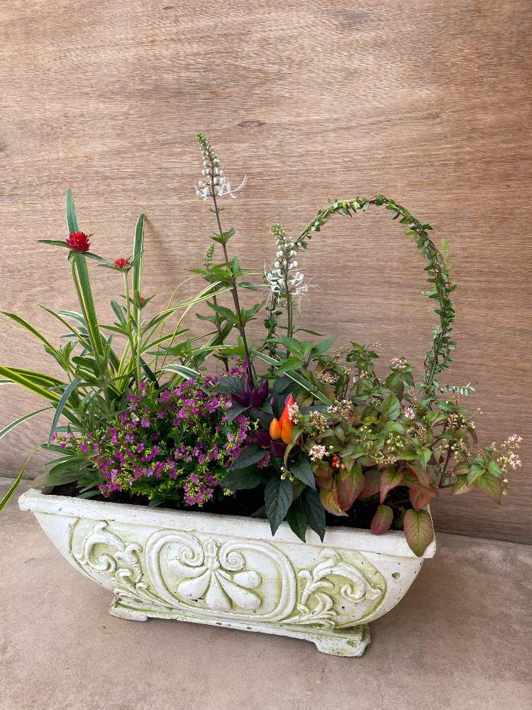 観葉植物 斑入り トウガラシ♡寄植えにも！！