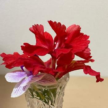 ミニ胡蝶蘭の画像 by ぷりんちゃんさん | キッチンとミニ胡蝶蘭とハイビスカス レッドフラミンゴと花のある暮らし