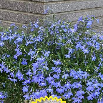 目指せモリモリの画像 by tumuの桃さん | アズーロ・コンパクト　スカイブルーと美しき青きドヨウと目指せモリモリとありがとう♡とサントリー フラワーズと青い花とGSに感謝。と平和を願う☆とかわいいと小さな花とアズーロ・コンパクト スカイブルー