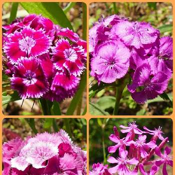 ビジョナデシコの画像 by hotaruさん | 小さな庭とムシトリナデシコとビジョナデシコとピンクの花と皆んなにサチアレと野草　山野草と太陽の光を浴びてと花のある暮らし