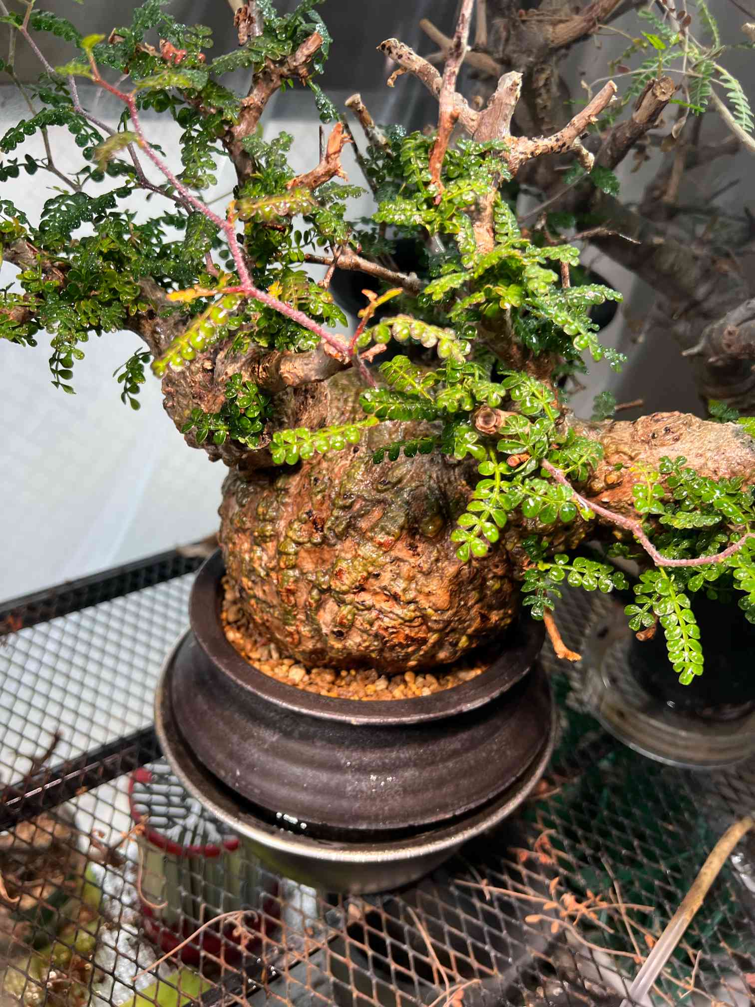 変更】オペルクリカリア パキプス ベアルート 未発根 塊根植物 - 植物 ...