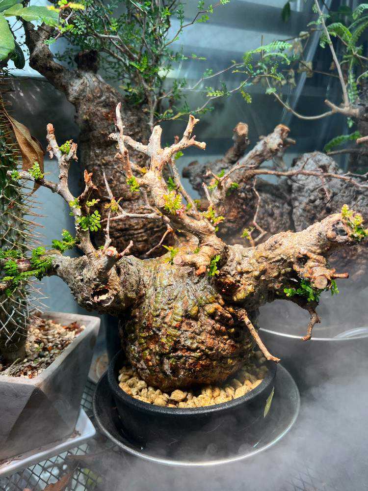 パキプス発根管理｜🍀GreenSnap（グリーンスナップ）