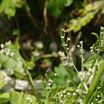 三つ葉の花の投稿画像一覧 Greensnap グリーンスナップ