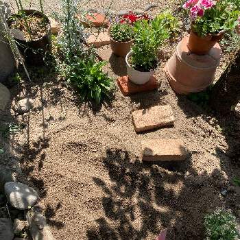 カタバミ科の画像 by mokuさん | 草取りとカタバミ科と小さな庭♡