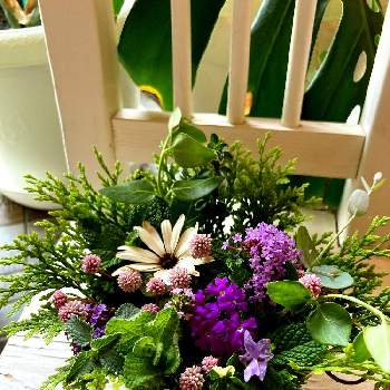 オステオ スペルマムの画像 by WAKOさん | 玄関とアップルミント♪とピンクの花と私の癒しとオステオ スペルマムと可愛いと花のある暮らしとツルニチニチ草。と紫のお花