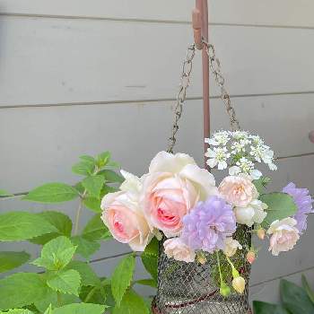 薔薇レイニーブルーの画像 by Half moon  さん | 小さな庭と薔薇に魅せられてとバラ・ピエールドゥロンサールと庭の花でアレンジと薔薇のある暮らし♡と薔薇レイニーブルーと小さな庭♡と花のある暮らし