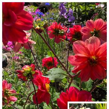 ミニダリア♡の画像 by このニャンさん | おうち園芸とお花に癒される日々と我が家の庭とガーデニングとミニダリア♡