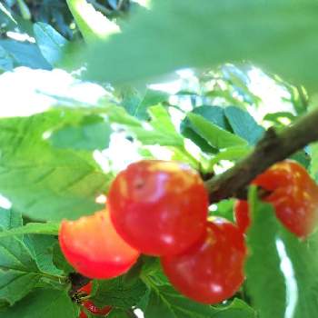 ユスラウメ,庭の木,赤い実,今朝のお庭,広い庭の画像