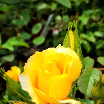 黄色い薔薇♡の画像 by 花陽さん | お出かけ先とコロナが早く終息します様にと医療・介護の皆様に感謝とばら バラ 薔薇とありがとう❤️とGSのみなさんに感謝♡と私に花を、暮らしに華をと黄色い薔薇♡と花のある暮らしとスマホで撮影とお散歩とカチューシャ