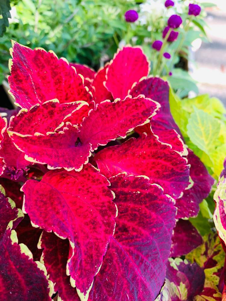 玄関の投稿画像 By Mukuさん 葉っぱとおうち園芸と赤い葉と花のある暮らしとコリウスの葉と葉っぱとおうち園芸と赤い葉と花のある暮らしとコリウスの葉 22月6月4日 Greensnap グリーンスナップ Greensnap グリーンスナップ