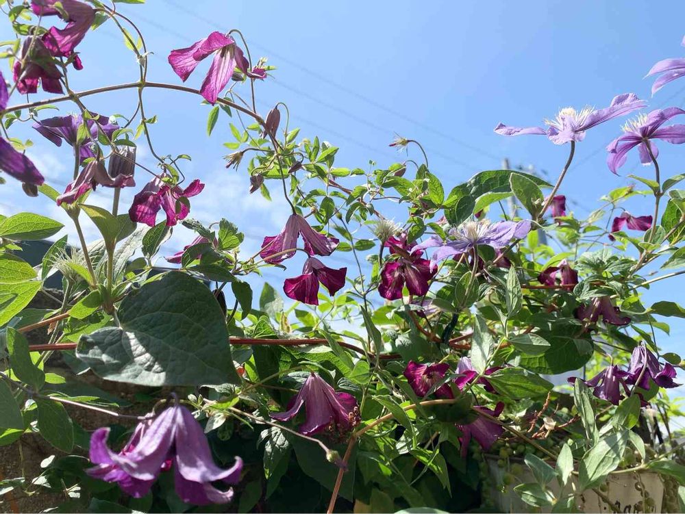 foufou / フーフー | はなたば #02 クレマチス レイヤードワンピース  