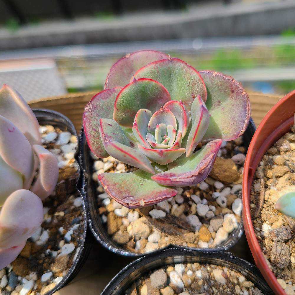 ペルシアの成長記録💜🌹｜🍀GreenSnap（グリーンスナップ）