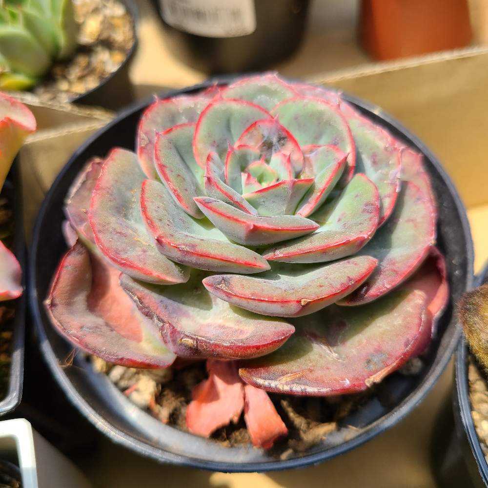 ペルシアの成長記録💜🌹｜🍀GreenSnap（グリーンスナップ）