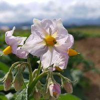 ジャガイモ,散歩の途中で∪∵∪,桃色組♪,ベジタブルフラワー♬の画像