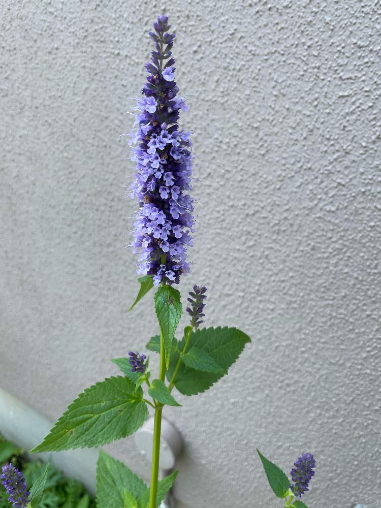 アガスターシェ ブラックアダーの投稿画像 By 令月さん アガスターシェと放置栽培と初めての花 と多年草と宿根草 とおぎはら植物園と神奈川県と放置栽培と初めての花 と多年草と宿根草 とおぎはら植物園と神奈川県 22月6月4日 Greensnap グリーンスナップ