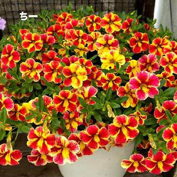 ナフコの投稿画像一覧 Greensnap グリーンスナップ