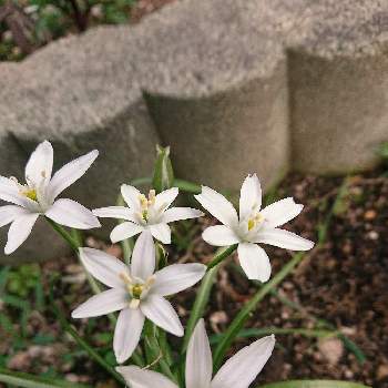 オオアマナの画像 by 畔道烏さん | 小さな庭とオオアマナと心、ほっこりと頂いたものと清楚と花のある暮らしと白い花