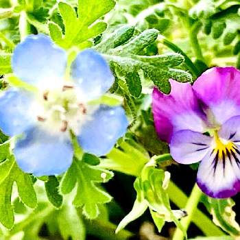 アップでの画像 by レモン茶さん | バルコニー/ベランダとビオラとネモフィラと紫色♪とツーショットと可愛いと青いと小さな花とアップで