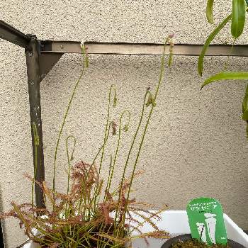 食虫植物 サラセニアの画像 by ネペンちゃんさん | 花のある暮らしと食虫植物 サラセニアと食虫植物　モウセンゴケとおうち園芸