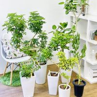 シェフレラ ジェニーネ,シェフレラ コンパクタ,シェフレラ レナータ,フィカス ベンガルボダイジュ,モンキーポッドの画像