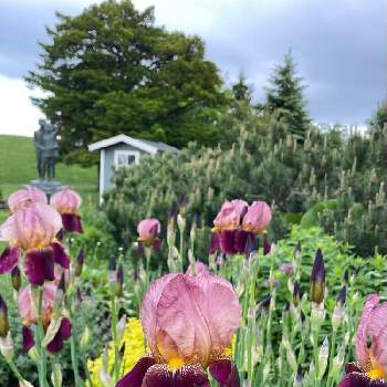 ジャーマンアイリス,図書館の庭,紫色の花,季節の花,別名 ドイツアヤメの画像