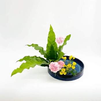 華道の画像 by 野村 由恵　クールドフルールいけばな小原流さん | 華道と伝統文化と小原流とお稽古と今日のお花と習い事といけばなと花のある暮らしと花が好きと生け花