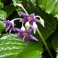 イワタバコ,ケイワタバコ,山野草,花散歩,尾根道の画像