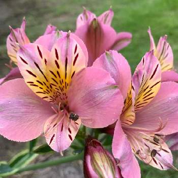 アストロメリアの投稿画像一覧 Greensnap グリーンスナップ