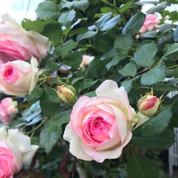 ピエールドロンサールの画像 by yuiさん | 小さな庭とピエールドロンサールとガーデニングとつるバラとバラの地植えとばら バラ 薔薇