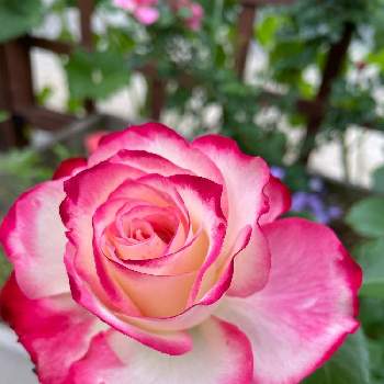薔薇 ほほえみの画像 by Angela350さん | 広い庭とジュビレ・デュ・プリンス・ドゥ・モナコとあざやか！とバラと暮らすといつもありがとう♡と優しさありがとうと花だいすきとありがとうとつぼみがたくさんと薔薇 ほほえみと微笑み