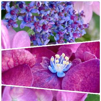 今日もお疲れ様でした♡の画像 by りんごさん | 小さな庭とガクアジサイ ダンスパーティーとアジサイ（紫陽花）と今日もお疲れ様でした♡とわれら17年組とチーム・ブルーNo.112と今日の庭からと青い小さな花マニアと紫陽花好きと美しく青きドヨウとチーム・ブルーと紫陽花の花