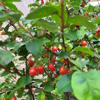 ナツグミの画像 by チョビ君さん | 小さな庭とナツグミと赤い実とおうち園芸とナツグミの実