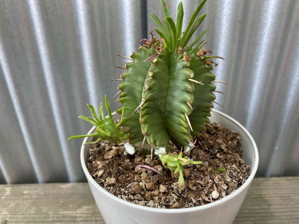 ユーフォルビア・プルビナータ笹蟹丸の植え替え記録。｜?GreenSnap 