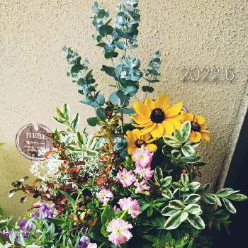 ルドベキア トトの投稿画像一覧 Greensnap グリーンスナップ