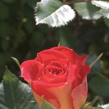 明るい気持ちの画像 by スイートさん | ミニ薔薇♡と赤いミニ薔薇♡と明るい気持ちとお花大好き✨と小さな小さな庭とお天気よ続け～♡と綺麗✨とありがとう♪と好きなお花とGS2年目