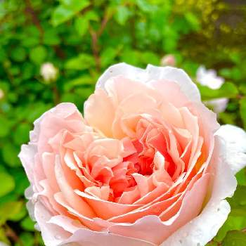 デビッドオースチンの画像 by はちみつさん | 小さな庭とバラとエブリンとばら バラ 薔薇とデビッドオースチンとピンク❤︎ピンクとイングリッシュ・ローズとバラ・ミニバラとロザリアン