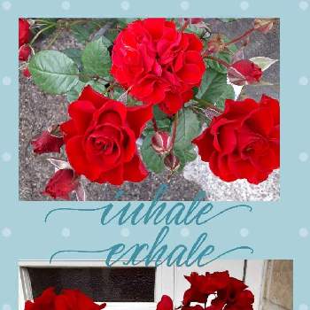 赤いバラの画像 by Ryoさん | 小さな庭とミニバラ スィートマザーとゼラニウムムーンライト トゥンバオとかわいいと実家の庭と赤いバラと秋田