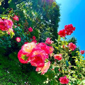 GS心の病院の画像 by ‪❂まゆ❂さん | お出かけ先と負けないで！と植物のある暮らしとGS心の病院と病気に負けない心と植物とはなのある暮らしと綺麗とこの色合いに一目惚れ♡と❤️いいね、ありがとうと可愛いと薔薇♪とお花は癒しとはなのあるくらしといやし♪