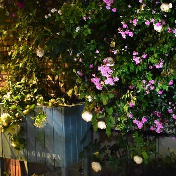コマツガーデンの画像 by fuuhakuさん | 小さな庭とばら バラ 薔薇とLEDライトと庭の花とコマツガーデンと花壇とGS映えとGS日和と植中毒と新潟とバラ・ミニバラと花は癒やし♡と植栽