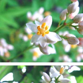 白い南天の花の画像 by ❀ Mick ❀さん | 南天と植物のある暮らしと白い南天の花とナンテンの花と庭の花と花のある生活とおうち園芸と今日の一枚とガーデニングと花のある暮らし