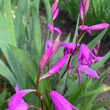 紫蘭（シラン)の画像 by ウィルママさん | 広い庭と心が落ち着く♡とお花に癒される日々と素敵✨と紫蘭（シラン)と綺麗✨と花のある暮らし❤️