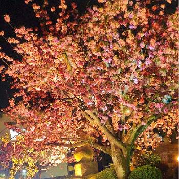 八重桜の画像 by 白文鳥さん | 八重桜