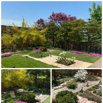  ツツジの画像 by 空色さん | 小さな庭と紫のチューリップと白いツツジとレンギョウの花と 芝桜とお庭と ツツジと北海道とお庭記録