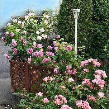 ピエールドロンサールの画像 by yuiさん | 小さな庭とウーメロとビアンヴニュとピエールドロンサールとガーデニングとつるバラとバラの地植えとばら バラ 薔薇