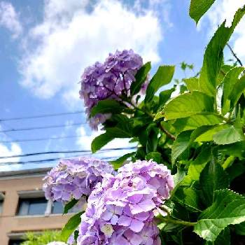 毎日、紫陽花の画像 by ぴすけさん | お出かけ先と土曜日とスマホ撮影と毎日、紫陽花と美しい♡と自然美と紫陽花大好きとアジサイ　紫陽花と神奈川県と青空の下とあじさいフォトコンテスト2022